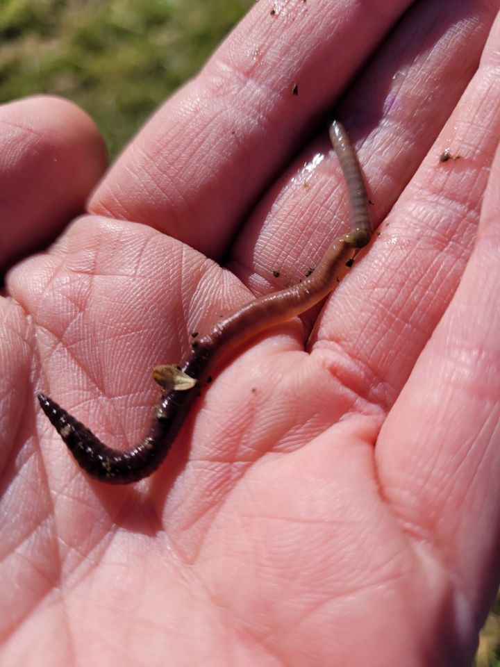 Wurm auf Kinderhand